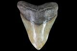 Sharply Serrated, Fossil Megalodon Tooth #86065-1